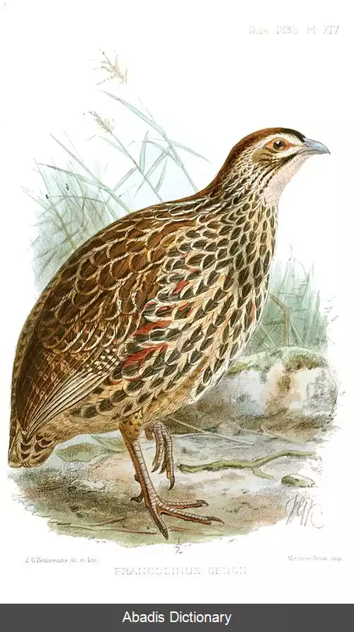 عکس دراج کلپرتون