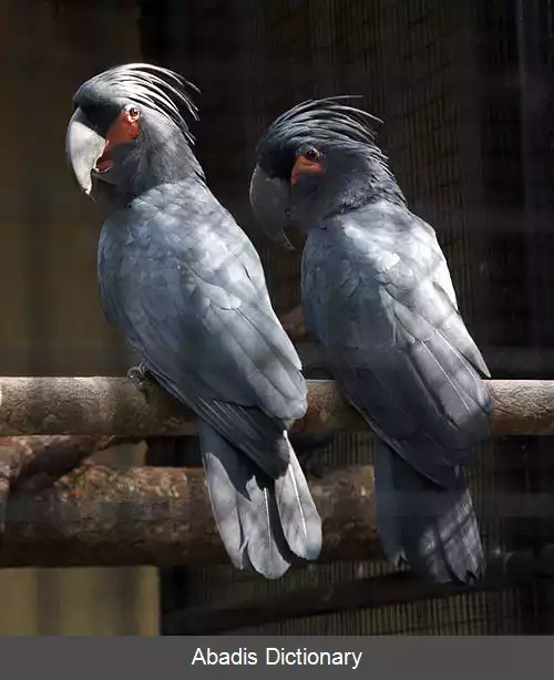 عکس طوطی کاکلی نخلی