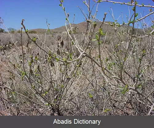 عکس قیرگیاه