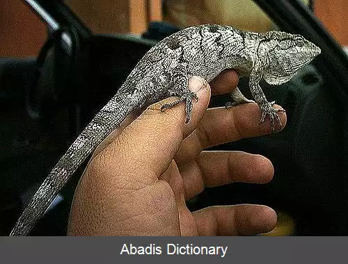 عکس چندرنگ واران