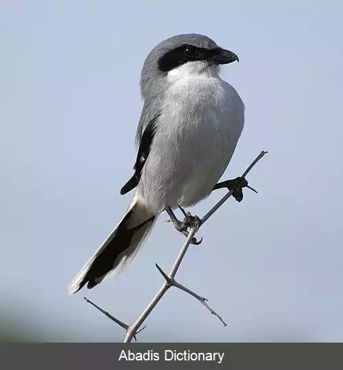 عکس سنگ چشم سرگنده