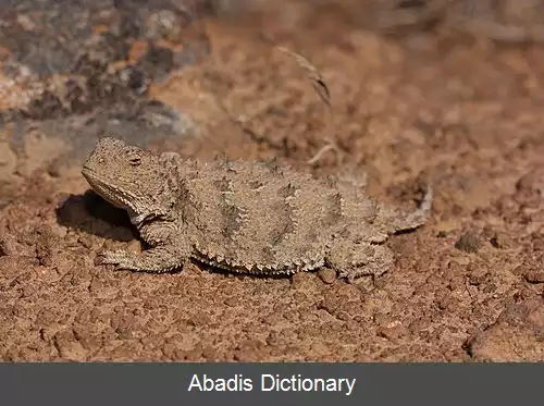 عکس فهرست خزندگان ایالت واشینگتن