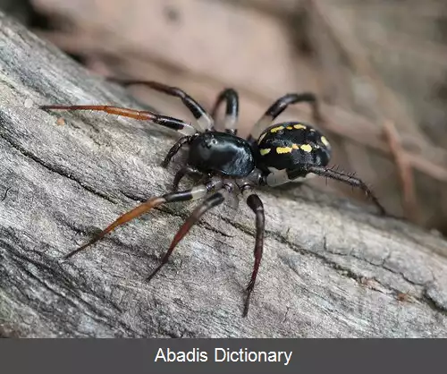 عکس عنکبوت های زره کیسه