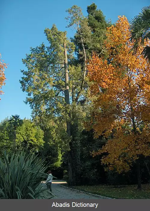 عکس سرو هیمالیا
