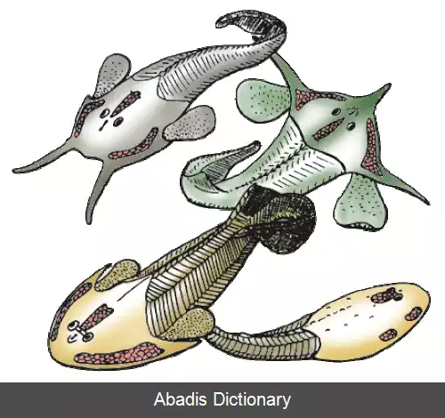 عکس زره پوستان