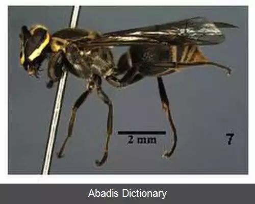 عکس زنبور برزیلی