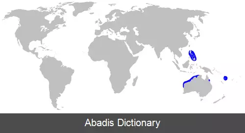 عکس کوسه شکاری درازنوک