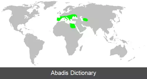 عکس عنکبوت های ریزه