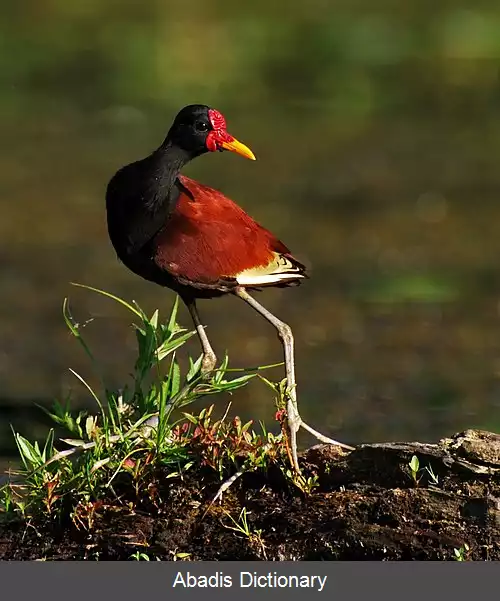 عکس برکه نورد غبغبکی