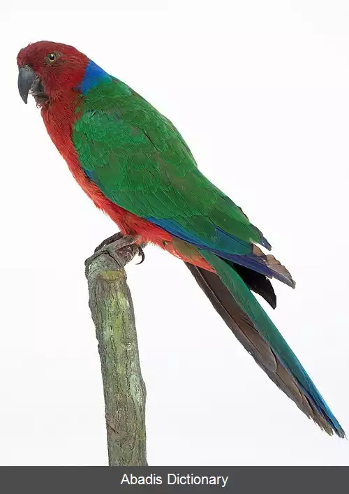 عکس طوطی درخشان زرشکی