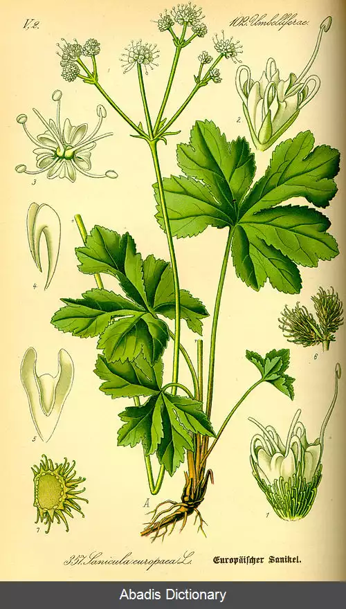 عکس مرهمی (سرده)