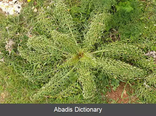 عکس کنگر فرنگی خاردار