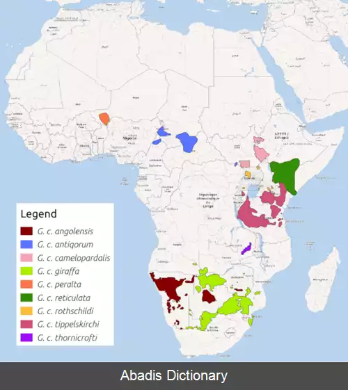عکس زرافه آنگولایی
