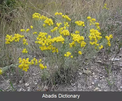 عکس ستاره سا (سرده)