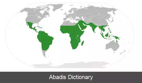 عکس سنگالیا