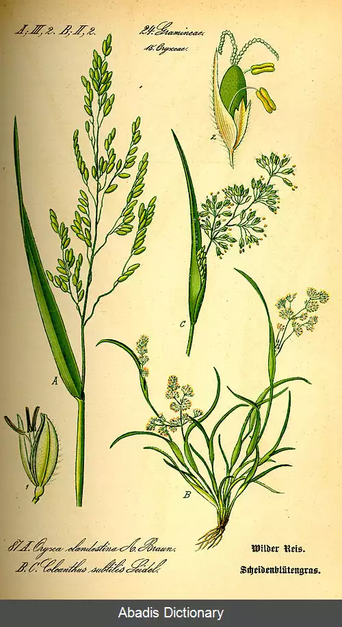 عکس برنجی چمن (سرده)
