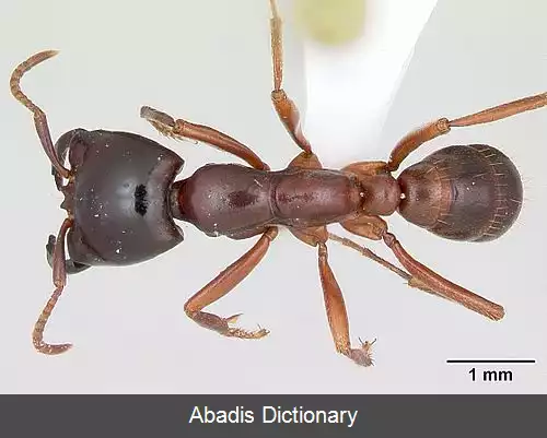 عکس مورچه های راننده