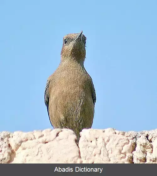 عکس چک سنگی قهوه ای