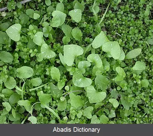 عکس خرفه زمستانی