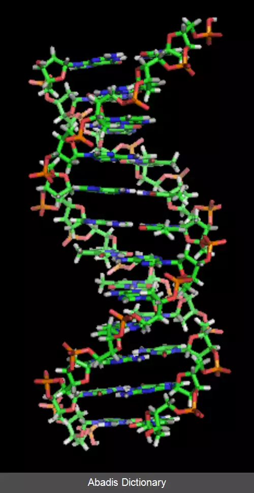 عکس مارپیچ دورشته ای اسید نوکلئیک