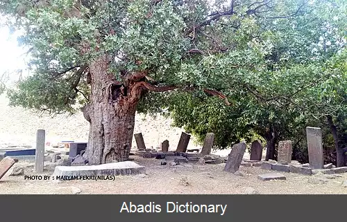 عکس گورستان زاویه