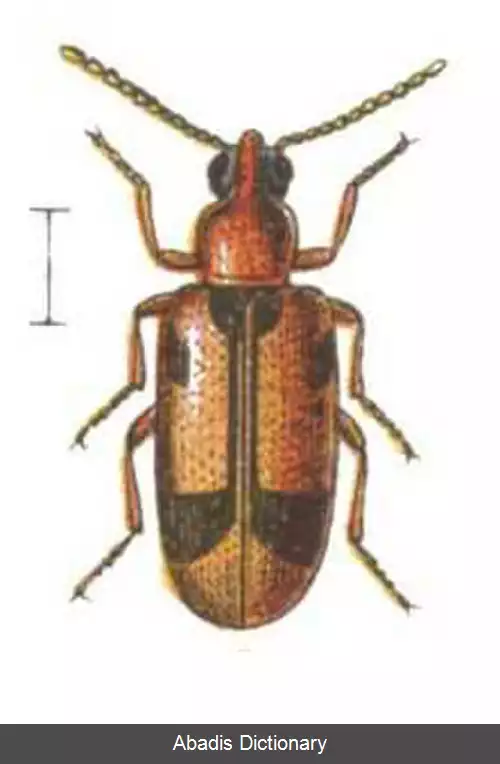 عکس سوسک های مورچه ای