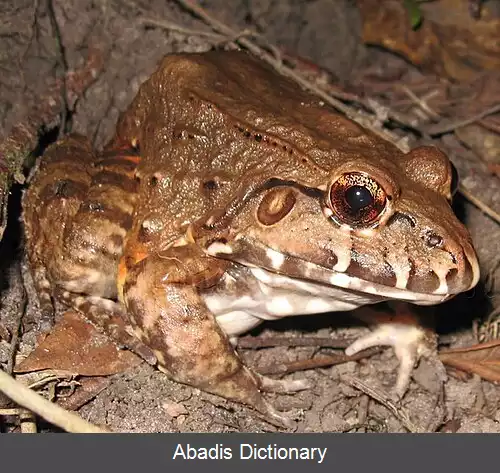 عکس قورباغه هزارتو