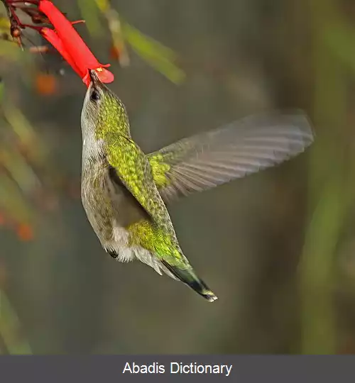 عکس مگس مرغ شاه پسند