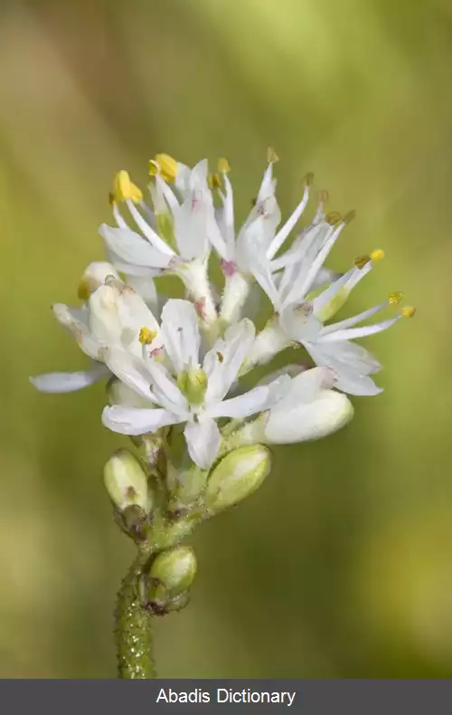 عکس سه گلی غربی