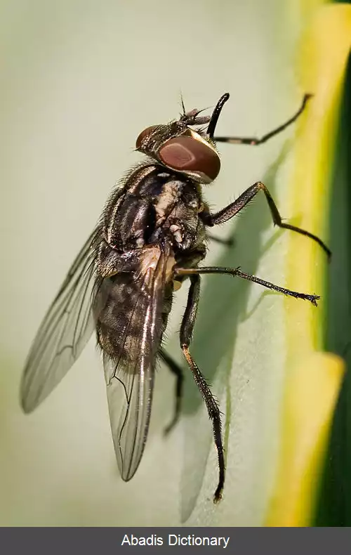 عکس مگس گزنده