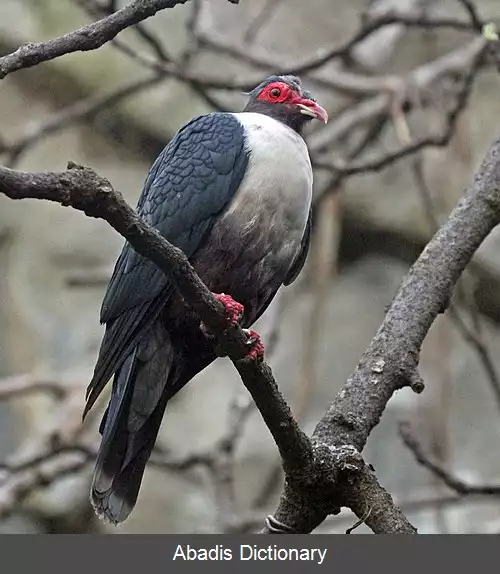 عکس کبوتر کوهی