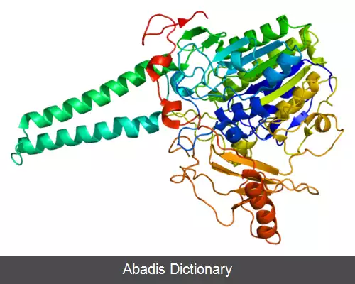 عکس استروئید سولفاتاز