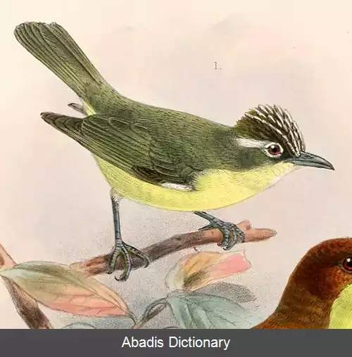 عکس چشم سفید کاکلی