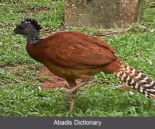 عکس کاکل فری بزرگ