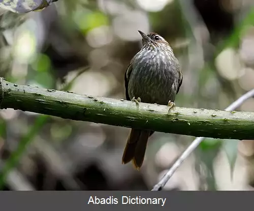 عکس دم تیزک عینکی