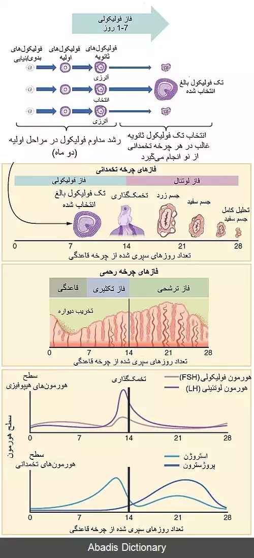 عکس چرخه قاعدگی