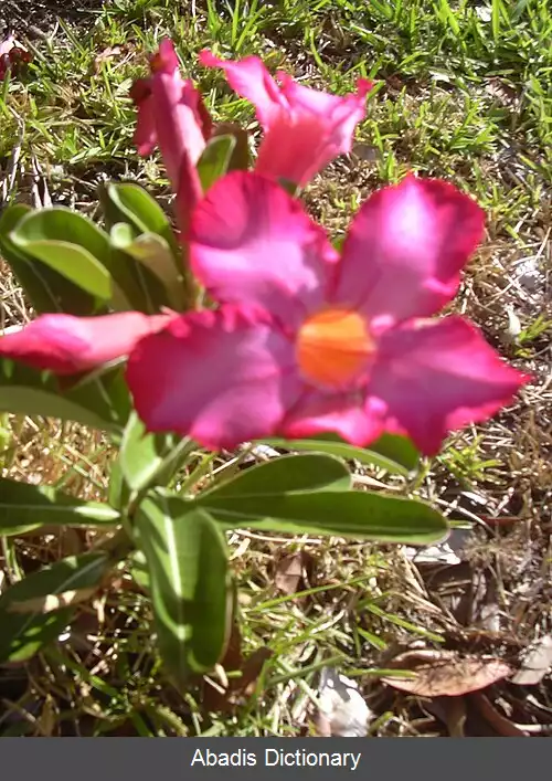 عکس خرزهره واران