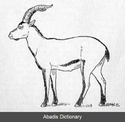 عکس بز کوهی پرتغالی