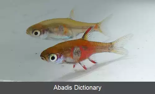 عکس بوراراس ناووس