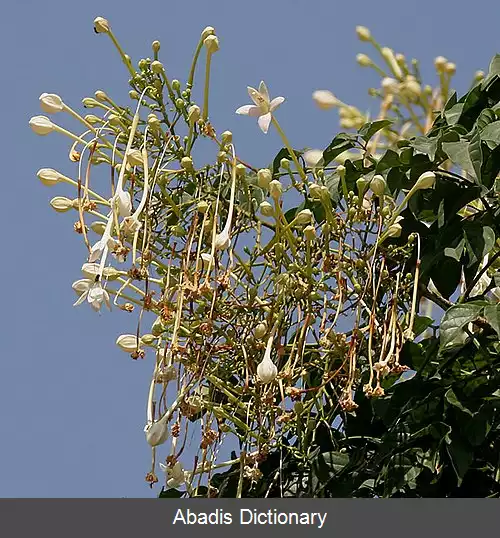 عکس یاس درختی (سرده)