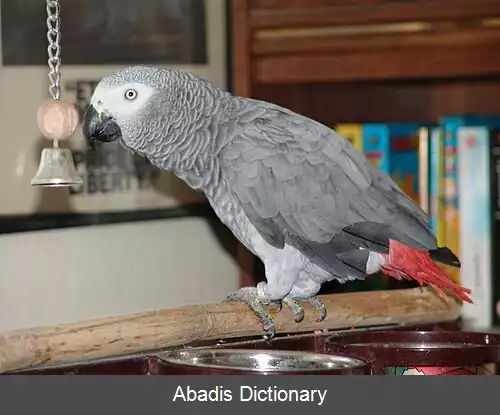 عکس قیچی کردن بال