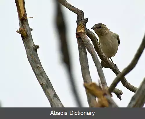 عکس گنجشک صخره ای درختی