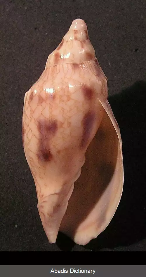 عکس زورقک دندانه دار آمریکایی