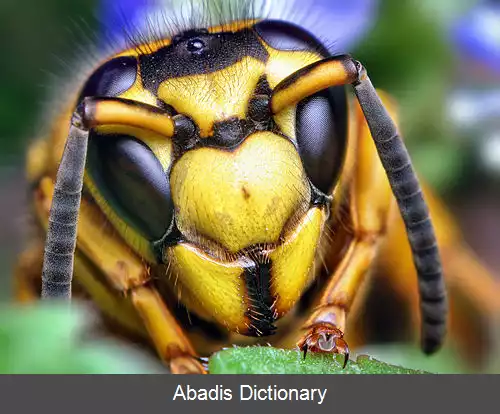 عکس زنبورهای زرد