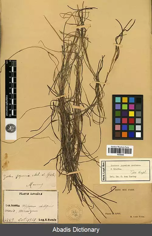 عکس زوسترا ژاپنی