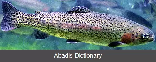 عکس استرپتوکوک اینیه