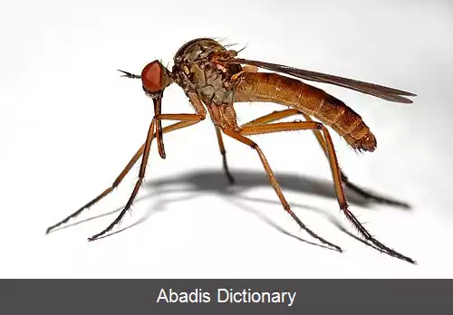 عکس مگس امپیس لیویدا