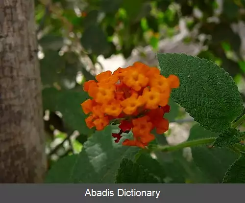 عکس شاه پسند درختچه ای