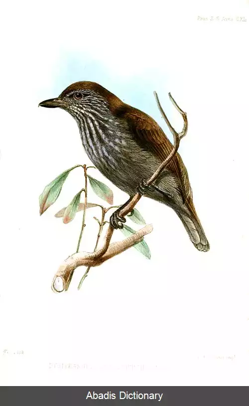 عکس سرودخوان مورچه خوار رگه سفید