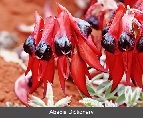 عکس فهرست نمادهای گل استرالیا